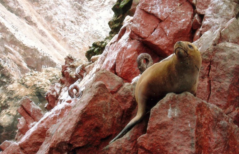 pisco_sealion