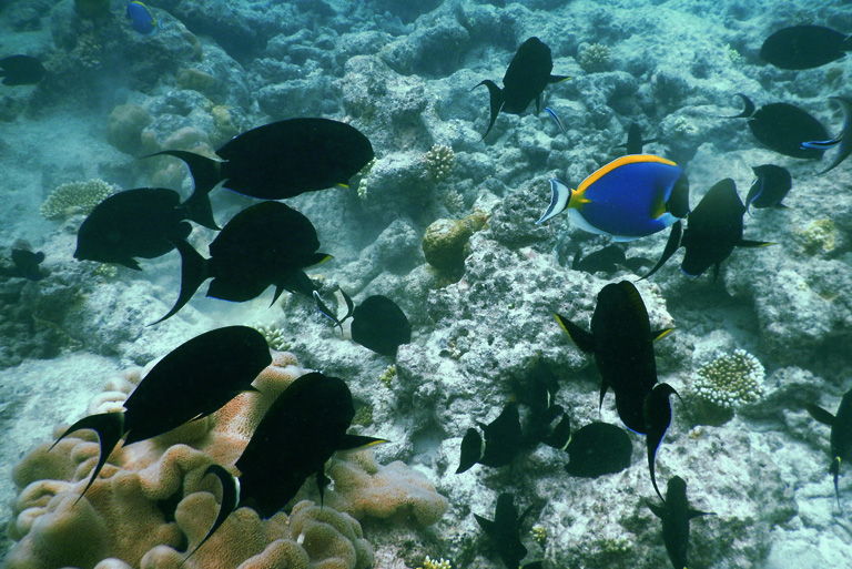 maldives_marine